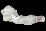 Agatized Fossil Coral Geode - Florida #82825-2